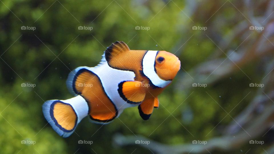 Beautiful colourful clownfish