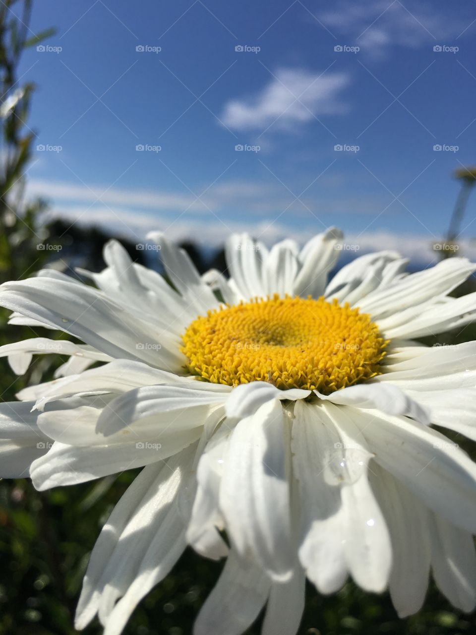 Daisies 