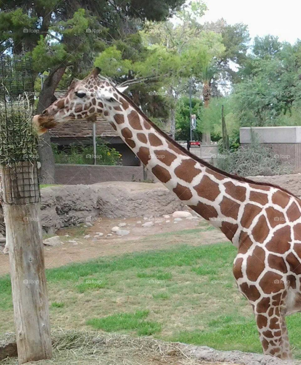 giraffe