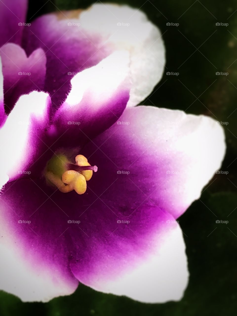 A close up in a Violet, in a garden. The small, exquisite and delicate details captured.