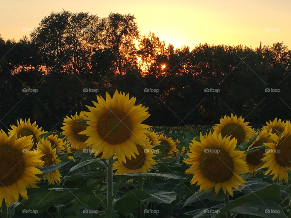 Sunset over the Sunflowers 