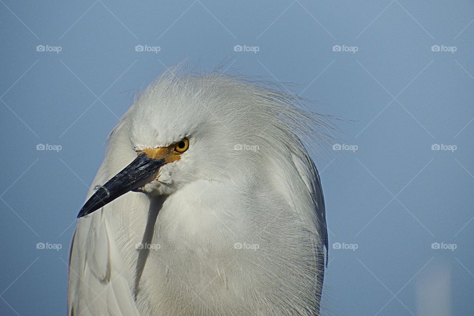 Egret 