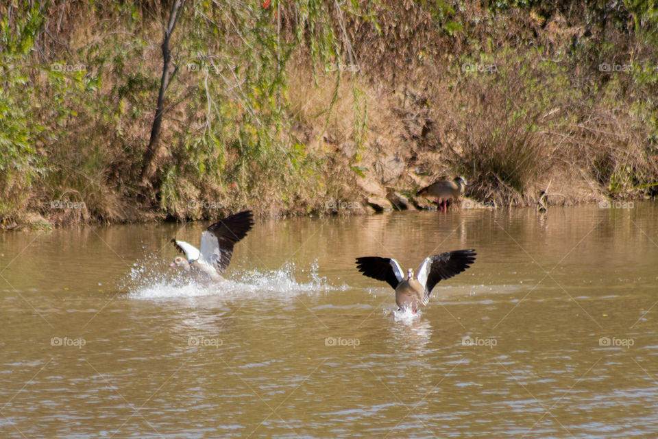 Geese running on water. 