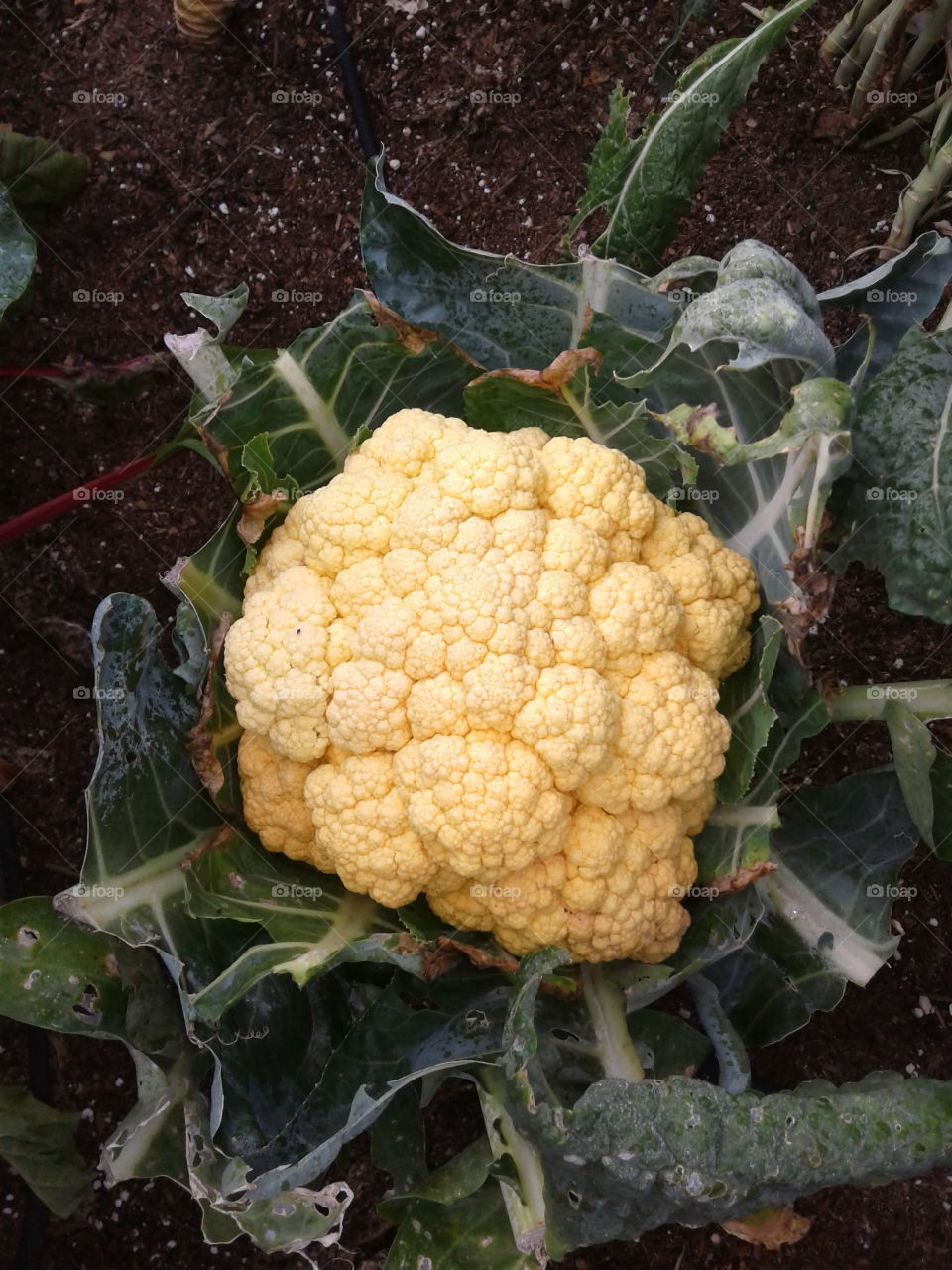 yellow cauliflower