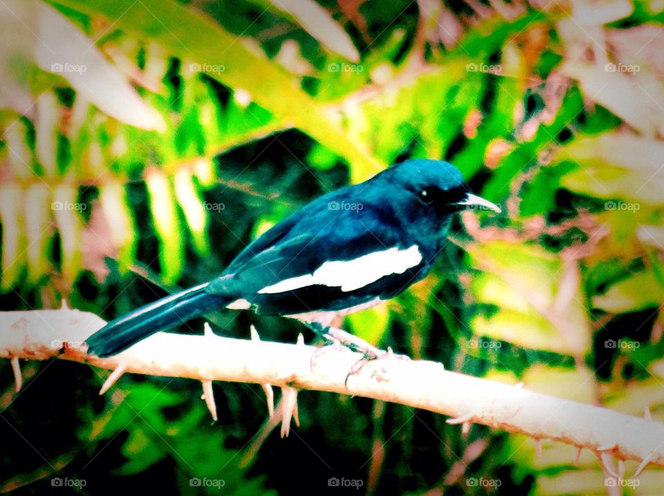 Magpie Robin