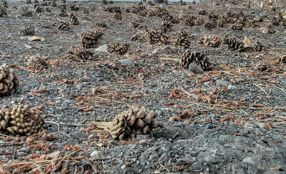 field of pine cones. a while bunch of pinecones