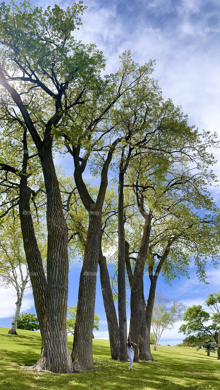 Spring - soft green color of the trees and plants