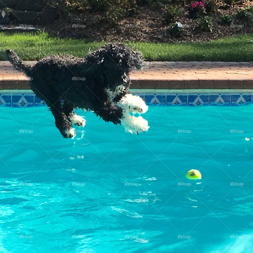 Portuguese water dog that you and his ball  in the pool