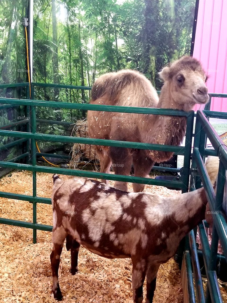 Camel and Goat