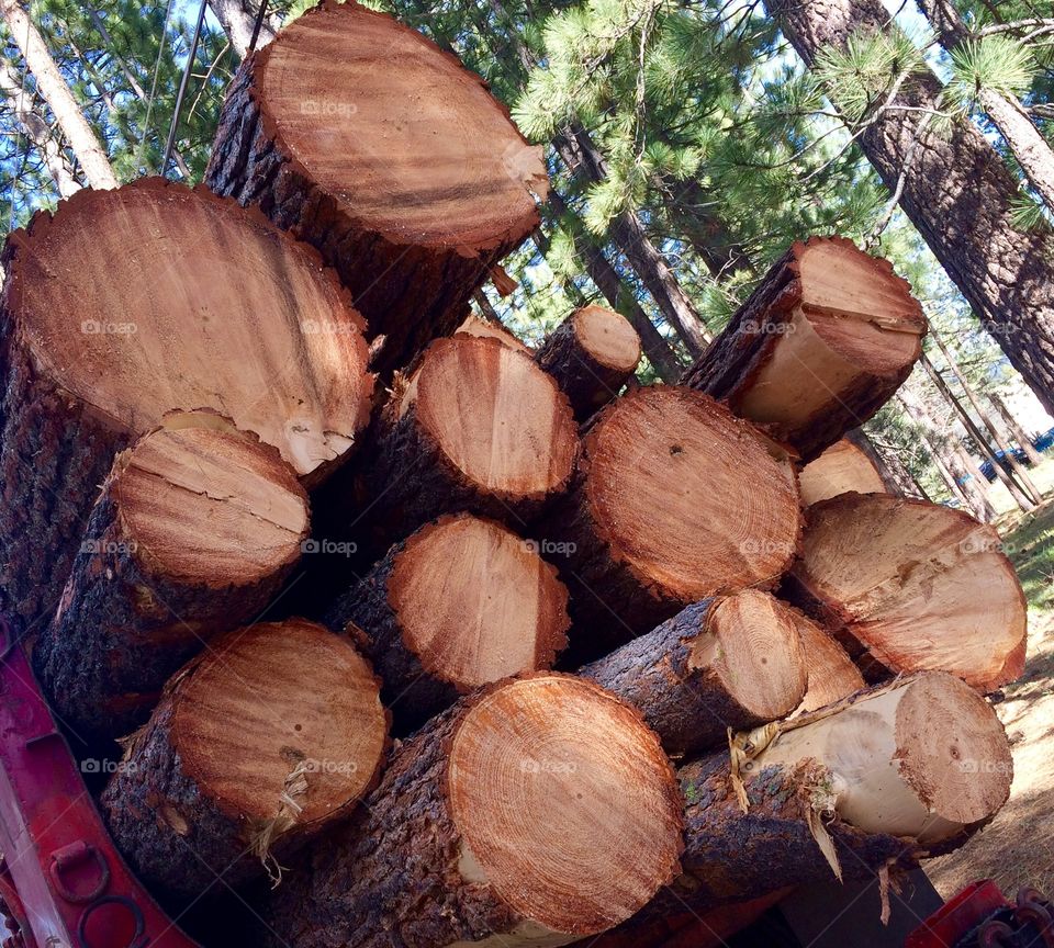 Low angle view of fire wood