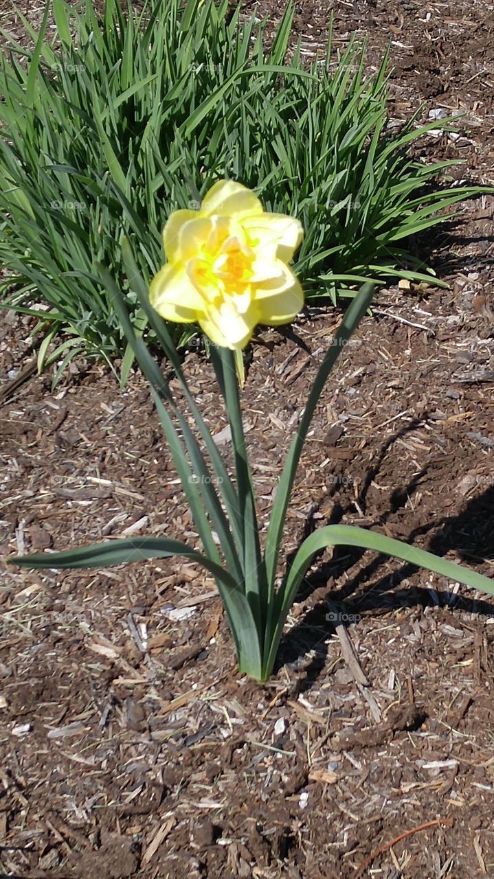 Beautiful Daffodil