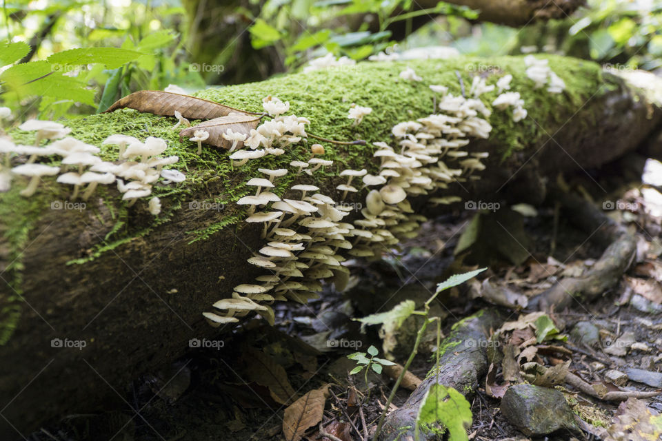Moss, Fungus, Nature, Mushroom, Wood