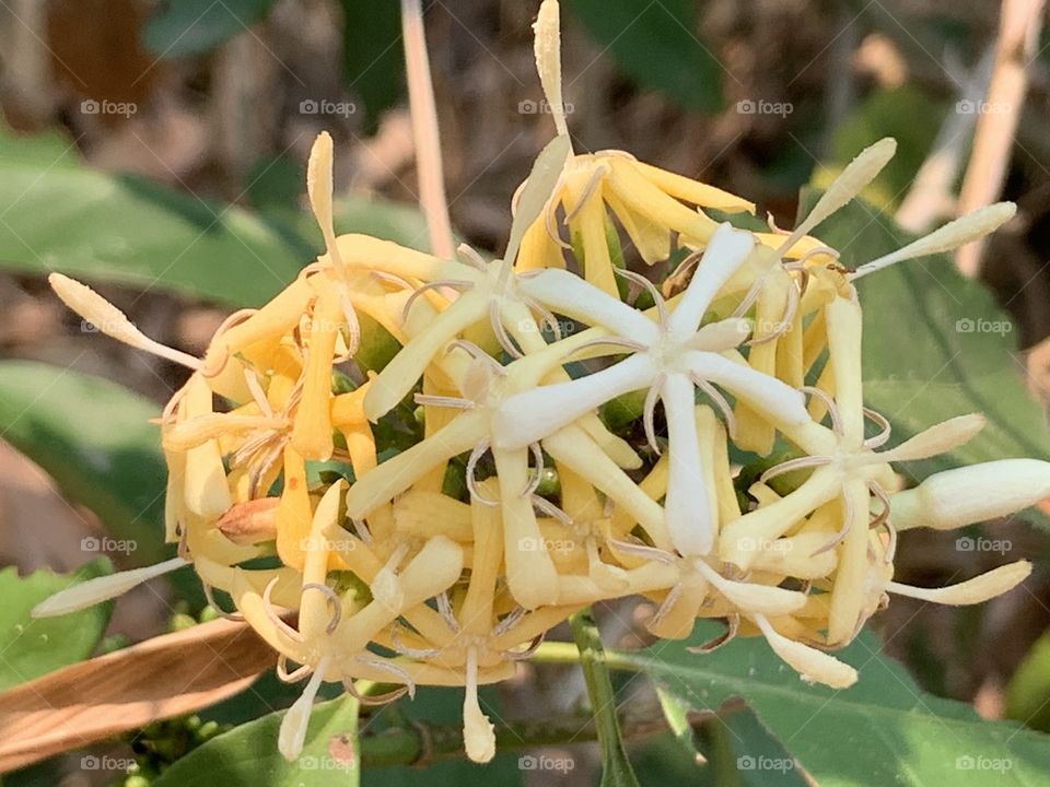 Flowers around us, my garden (Countryside)