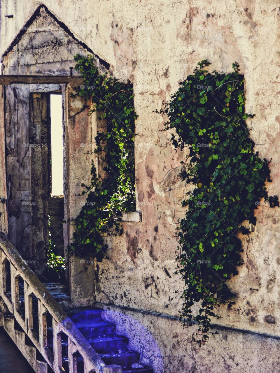 Ivy Grows Through The Windows Of An Abandoned Building As The Sunlight Pours In 