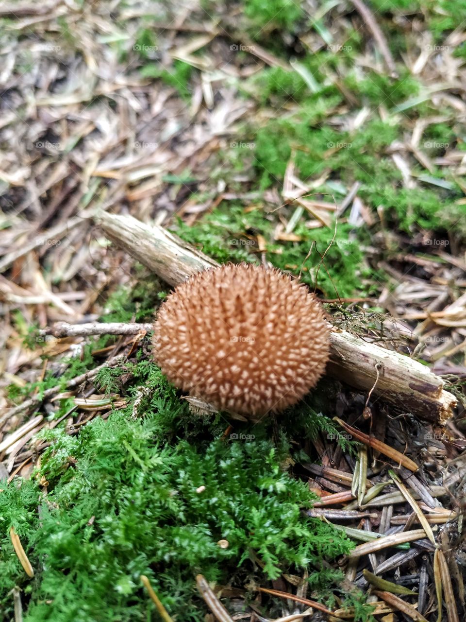 A prickly mushroom