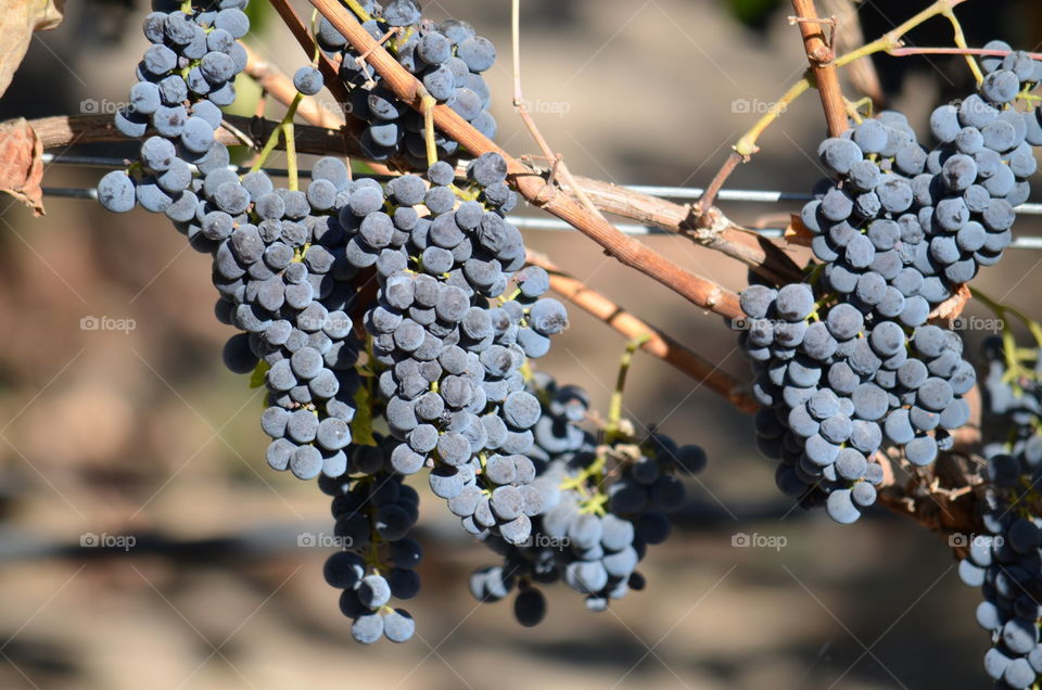 Close-up of grapes bunch