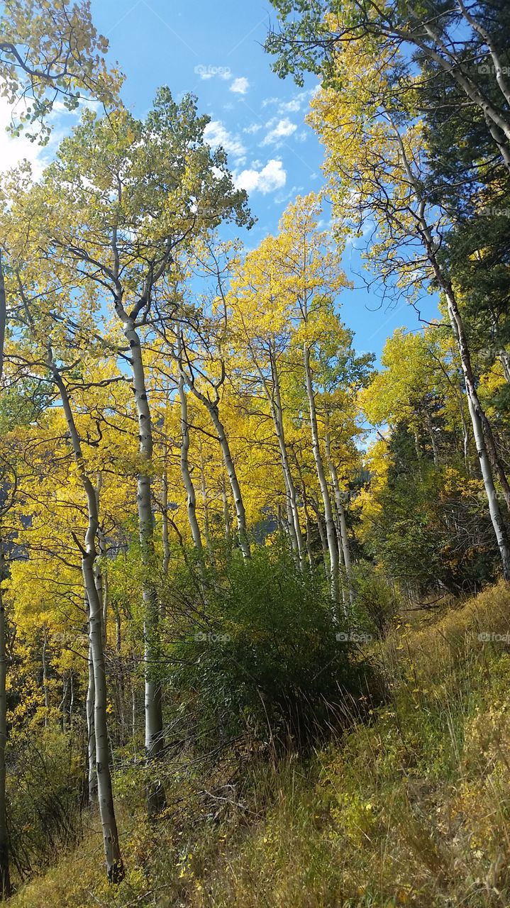 Tree, Wood, Landscape, No Person, Nature