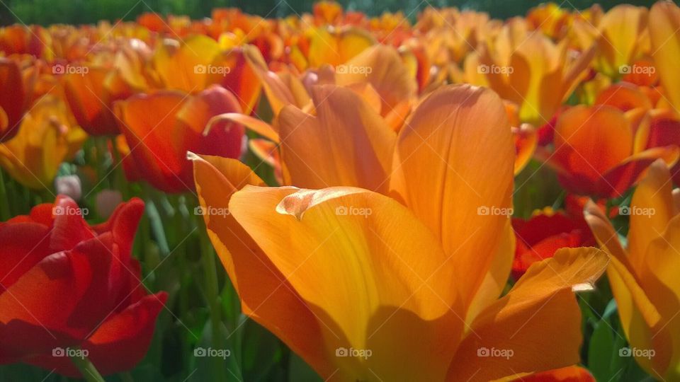 Tulips