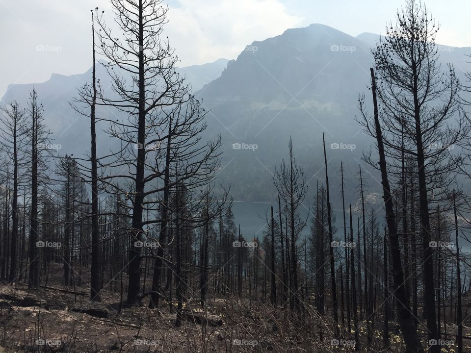 Glacier National Park after fire in black and white