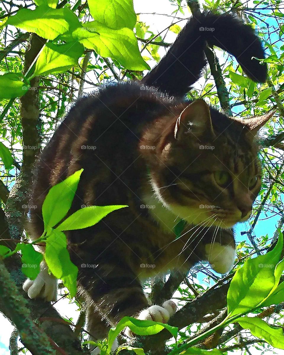 Cat on a hunting mission