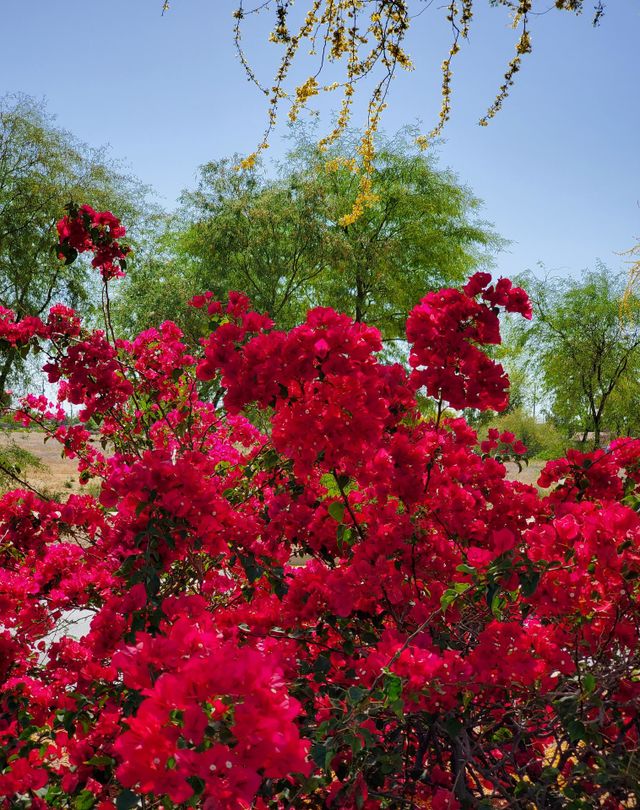 Colors of Spring