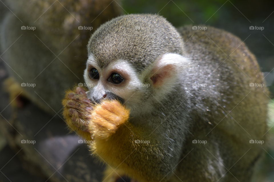 A Capuchin Monkey Feeding