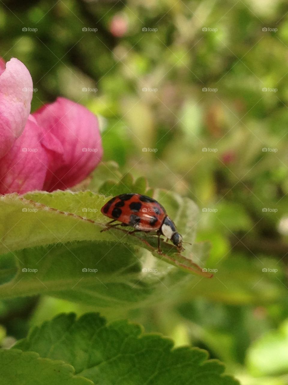 Lady bug