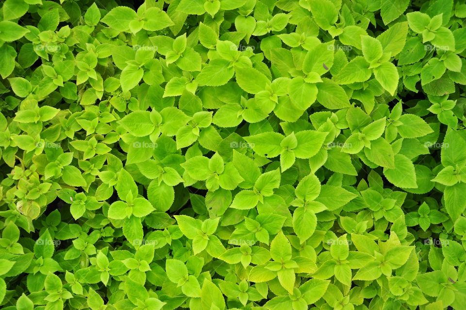 Light green leaves texture. green leaves background.