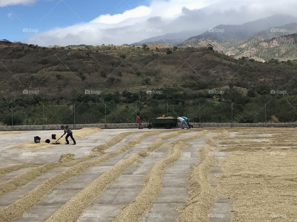 Coffee farm, Guatemala 2017