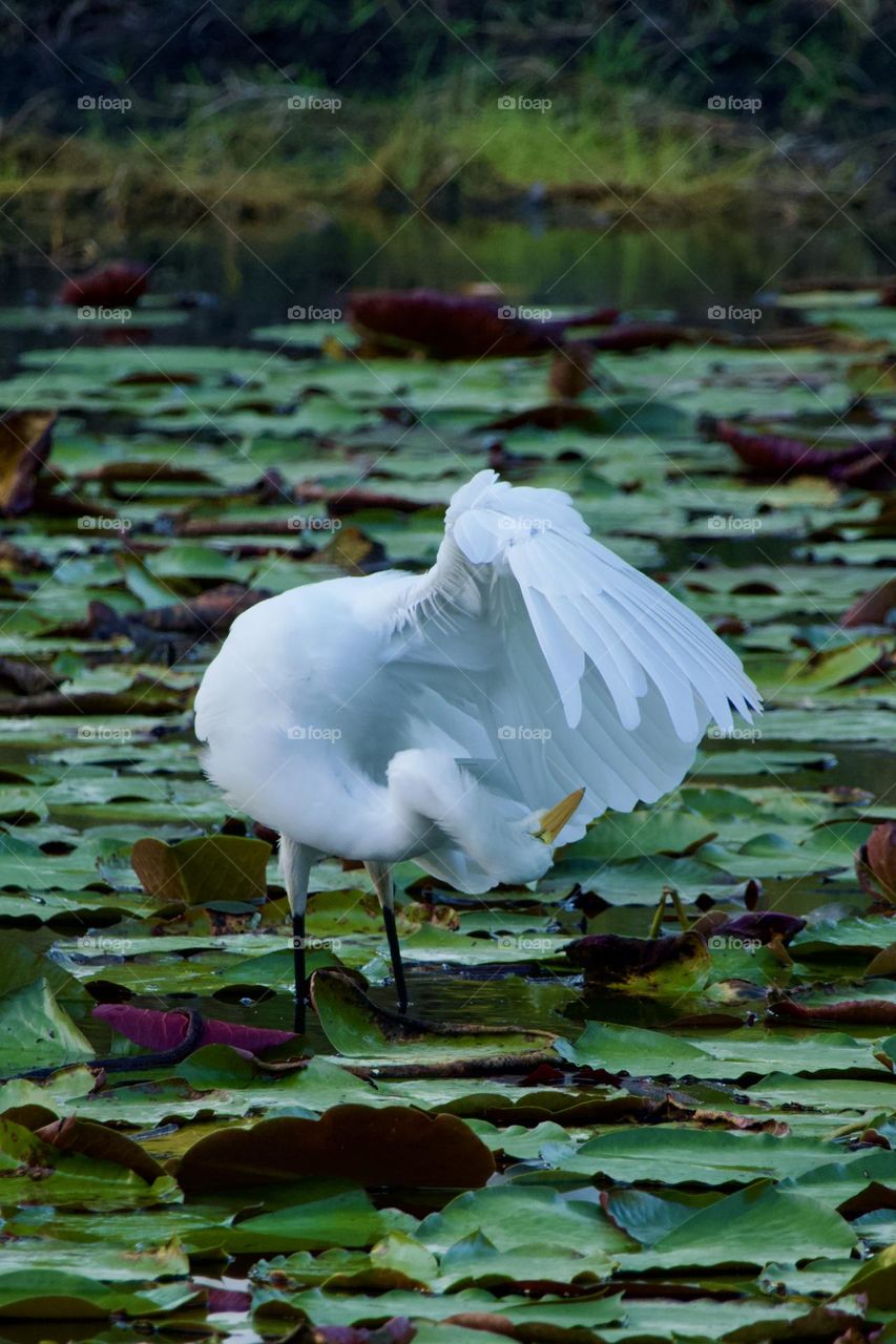 Closeup of white egret standing in a lily pond at dusk. It has one wing fully spread and is preening feathers.