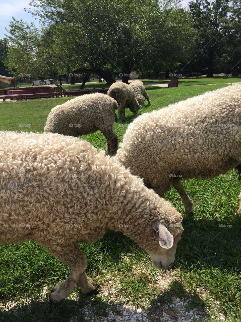 Sheep in Colonial Williamsburg