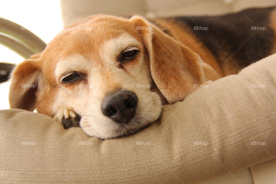 lazy beagle