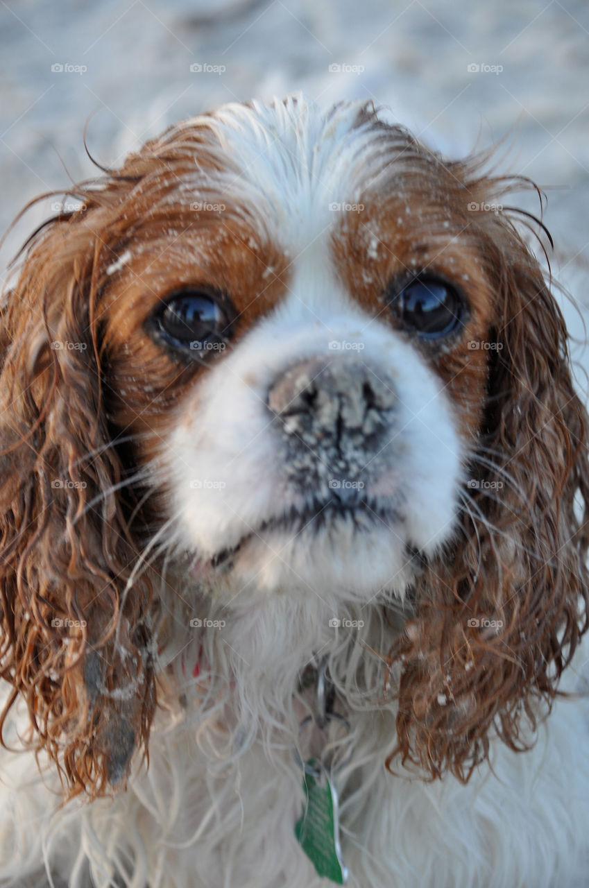 Beach Pup