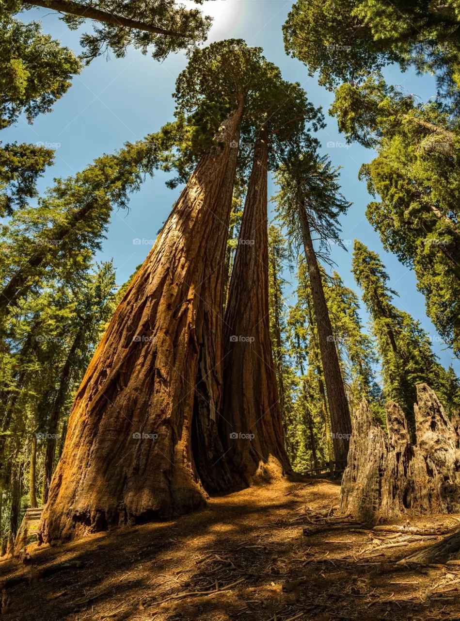 Amazing nature 