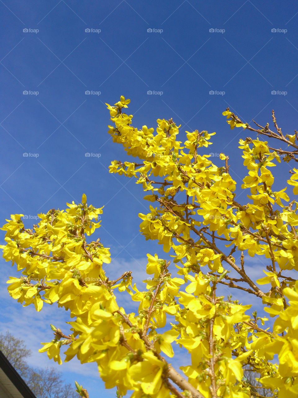 forsythia in the blue sky. forsythia blooming 