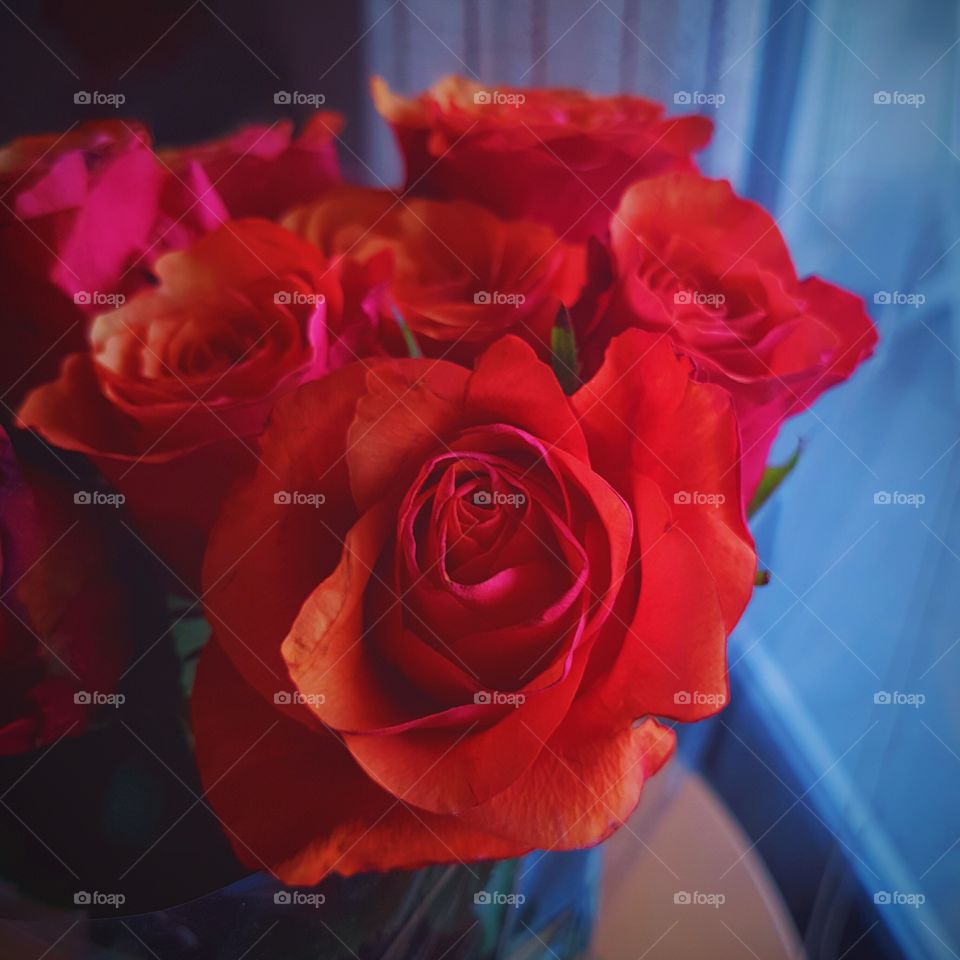 roses