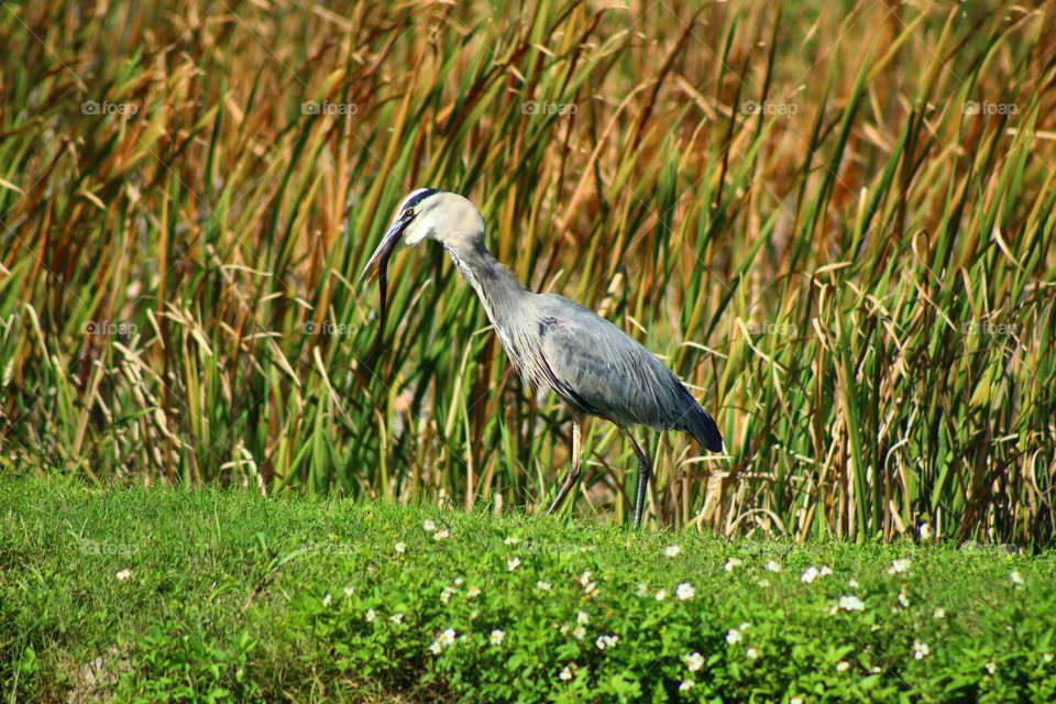 Impressive Giant Blue Heron Eating a Large Snake