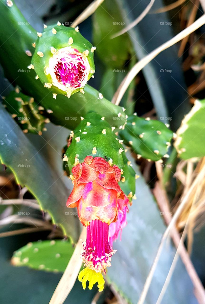 cactus flowers