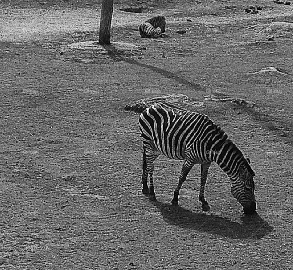 Zebra