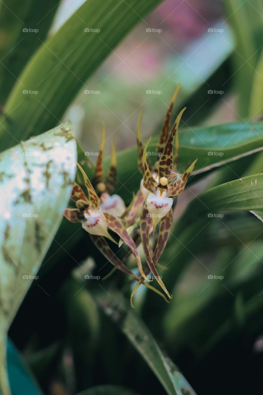 Orchid flower in the wild