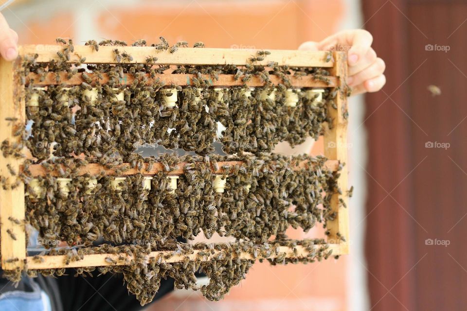 Birds& Bees- Nature in Motion