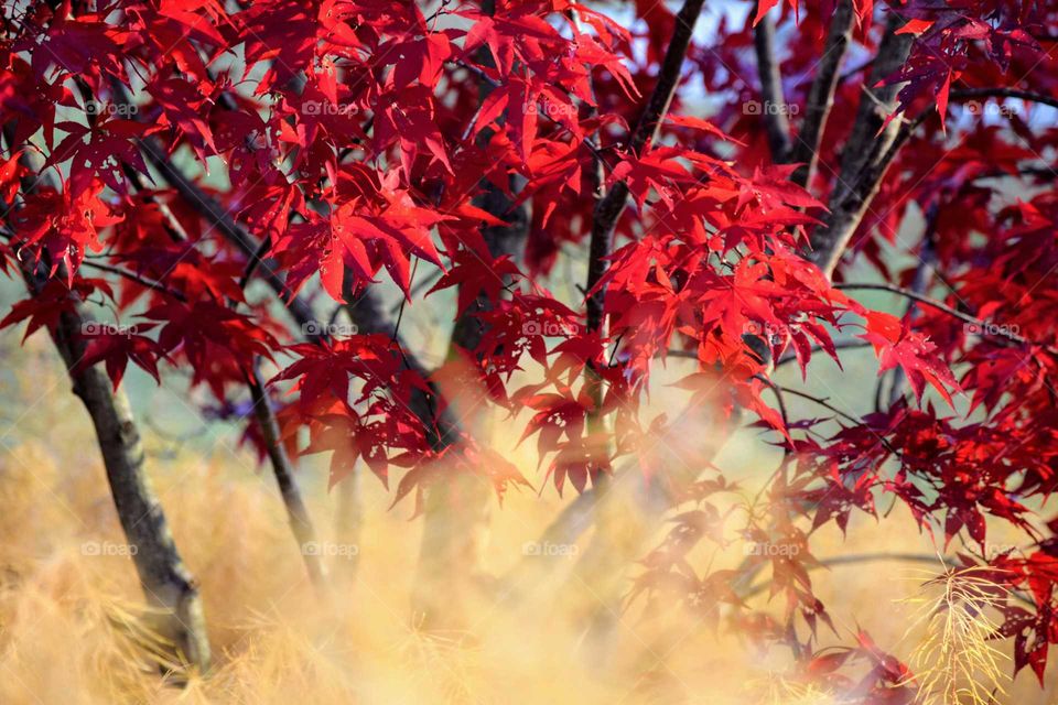 Autumn in the forest