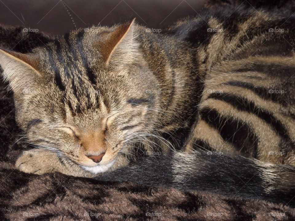 Sleeping cat