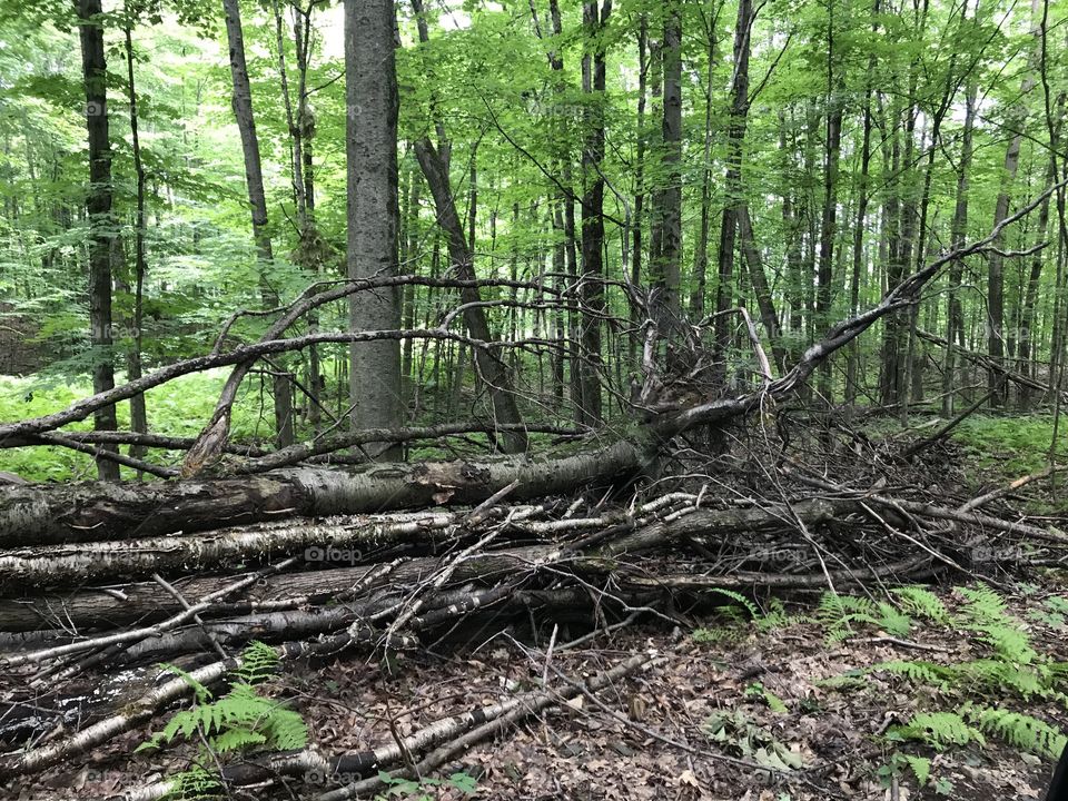 Dead logs in Altmar New York 