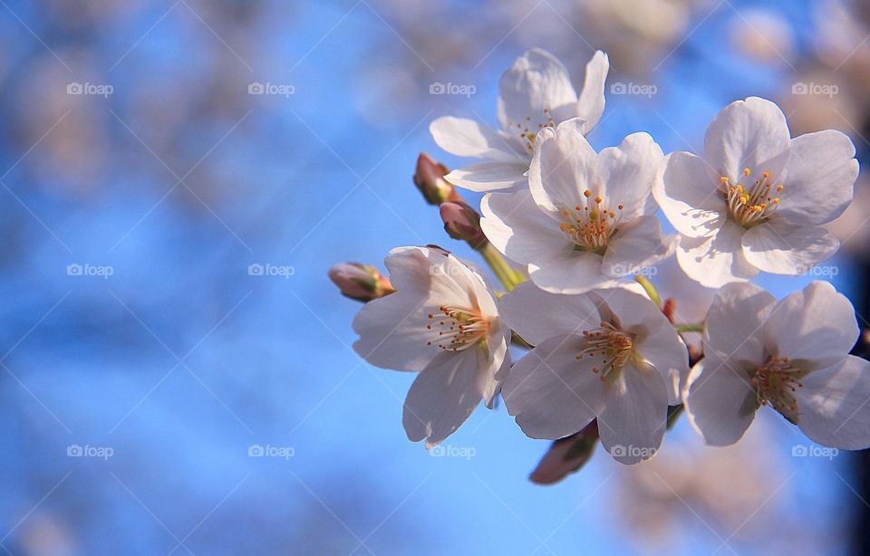 Spring Blossoms . At Wildwood Metropark, Toledo OH  