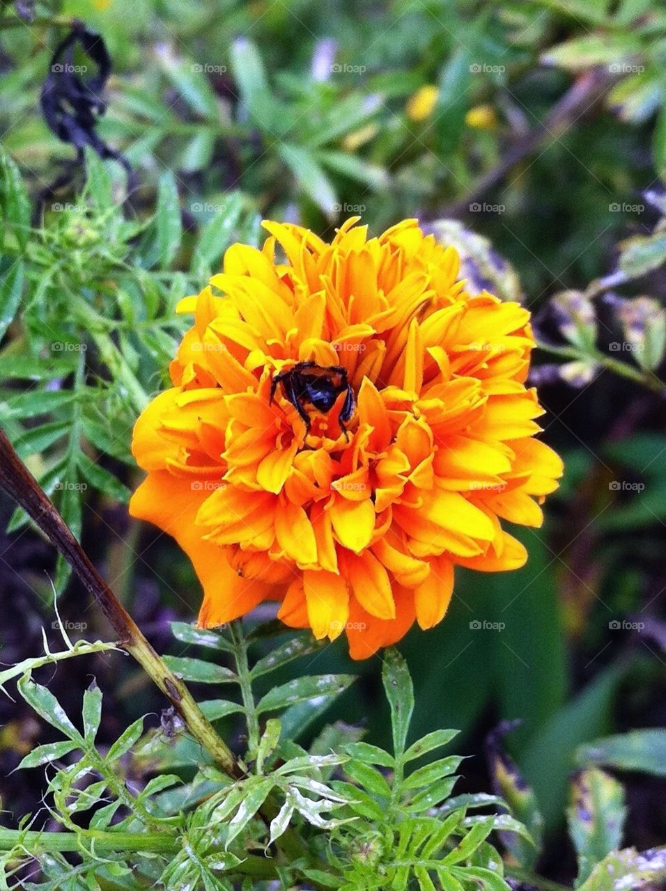 A bee enters a flower