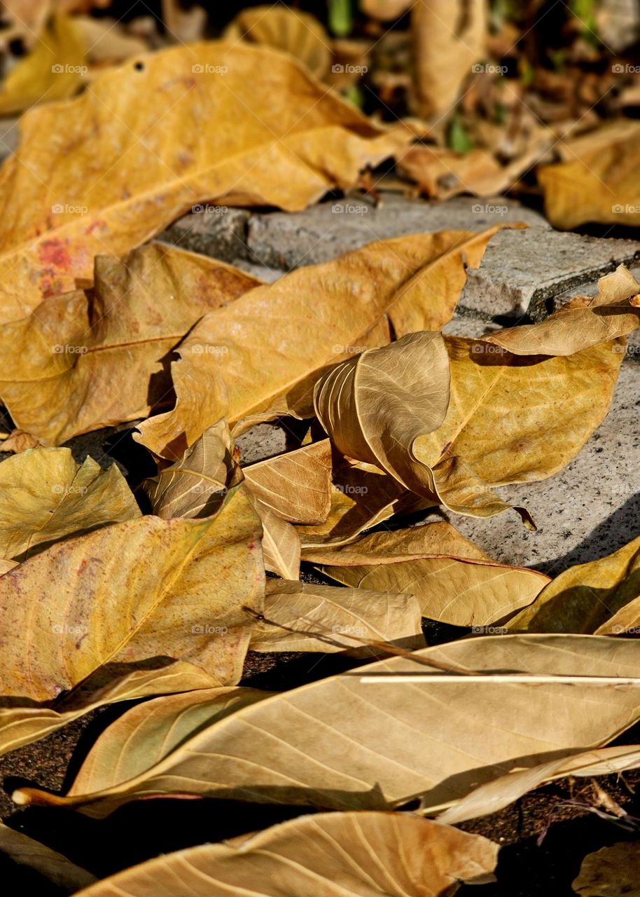 Beauty of Fall