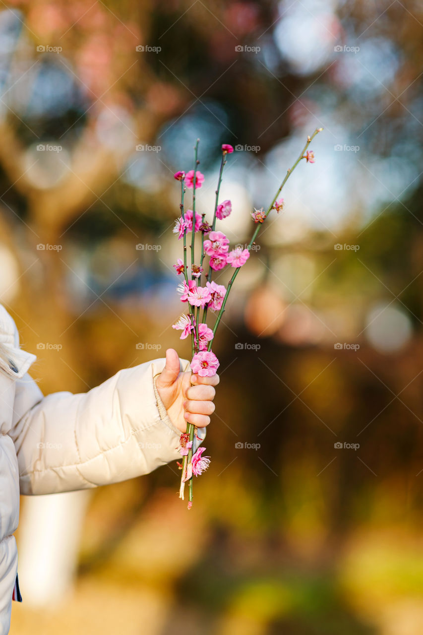 Child hand holding spring branches of blooming sakura
