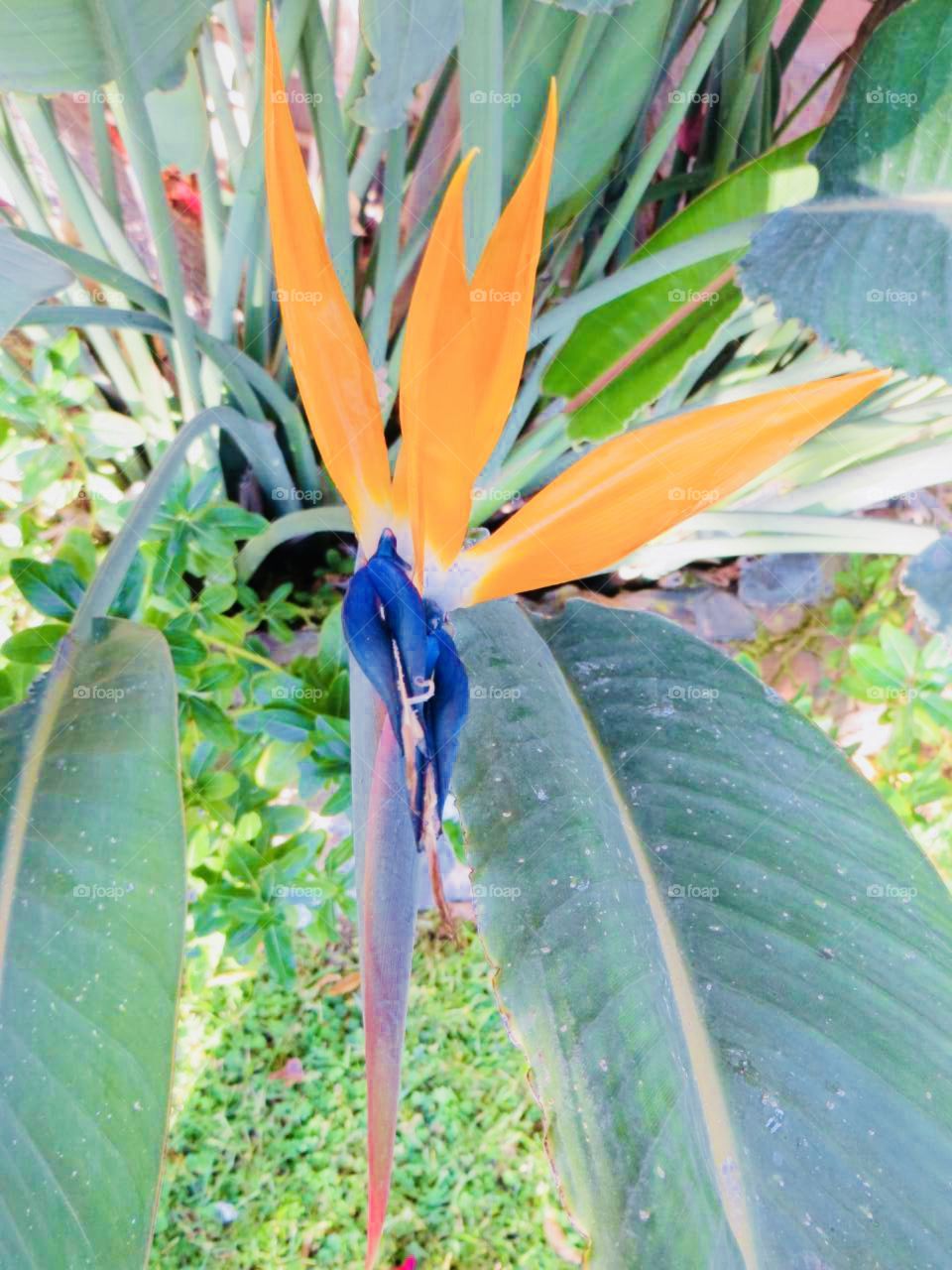 parrot flower 