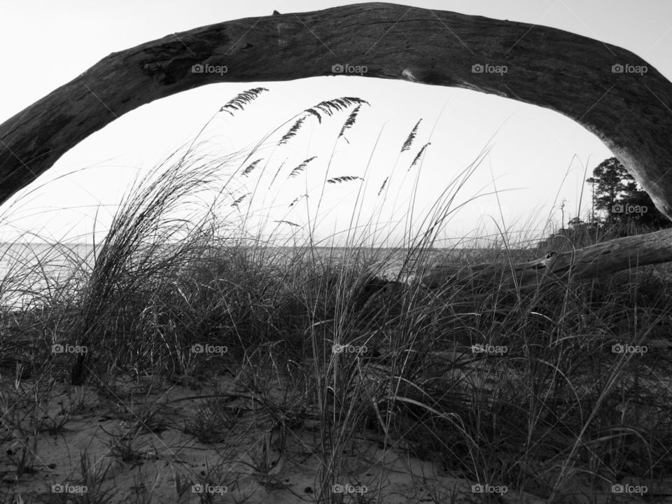 Grass and tree trunk at shore